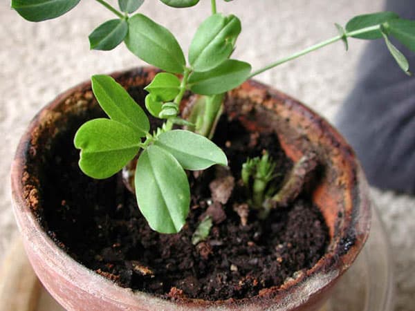 growing peanuts