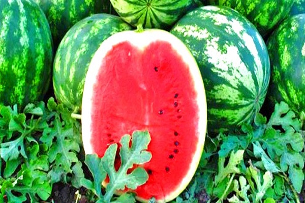 growing watermelon