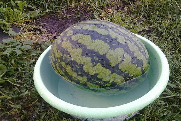 fruta en un cubo