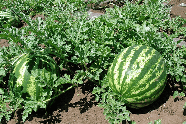 varietal plant