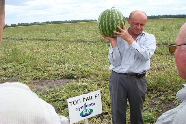 espectáculo de frutas