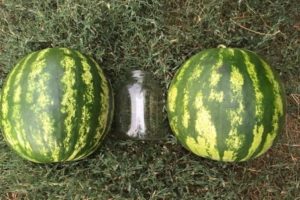 Description and technology of growing watermelon Top Gun, characteristics of the F1 species and yield