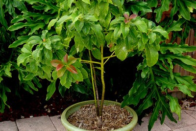 growing avocado