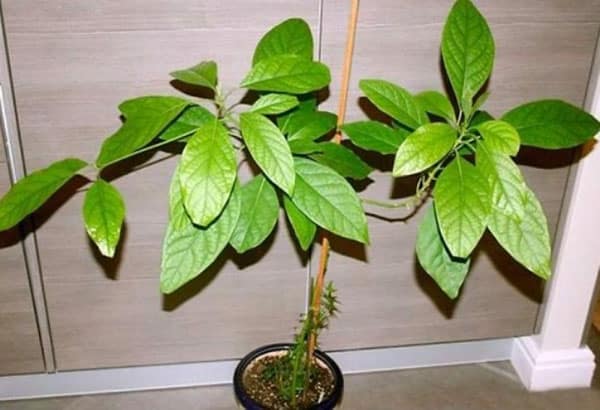 growing avocado