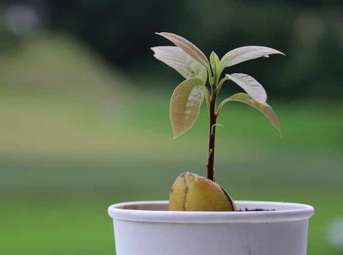 growing avocado