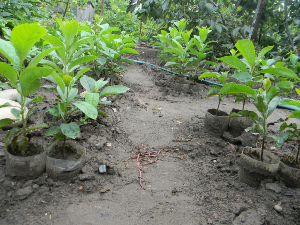 plántulas de caqui