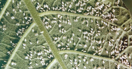 aphids on grapes