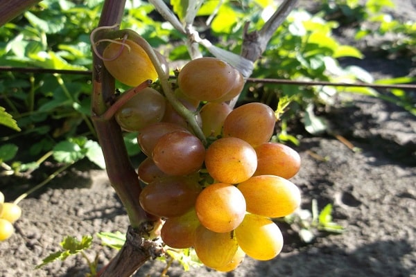 ripe berries