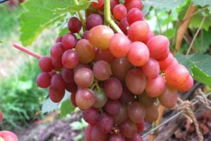 Descripción y características, ventajas y desventajas de las uvas brillantes, cultivo.