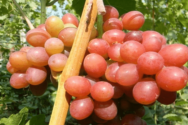 transfusion of flowers