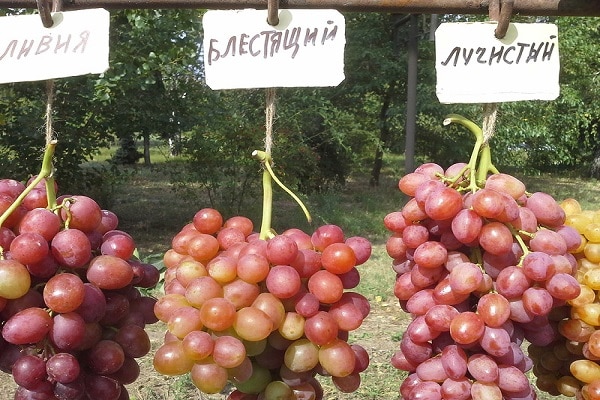 grape varieties