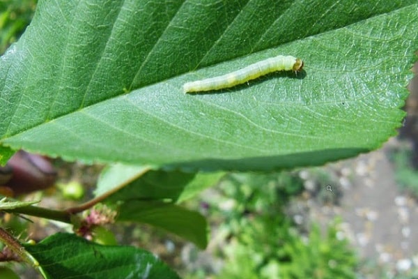 leaf roll