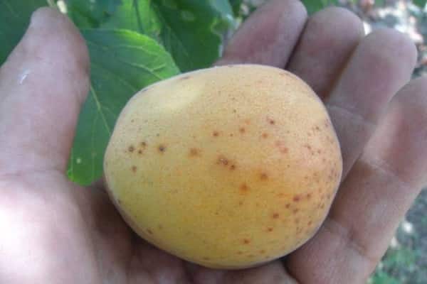 big apricot