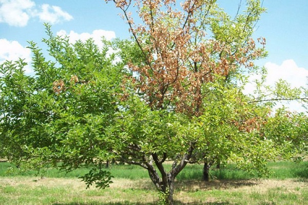 moniliosis de árbol