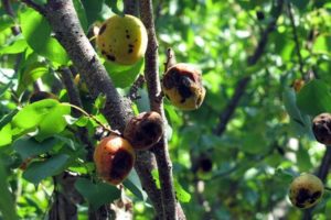 Qué hacer con la enfermedad de las encías y otras enfermedades en el albaricoque, tratamiento con productos químicos y remedios caseros.