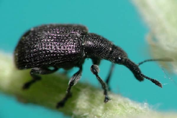 black beetle