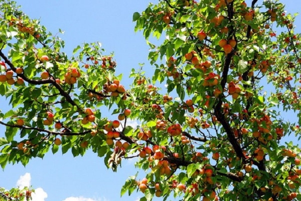 abundance of berries