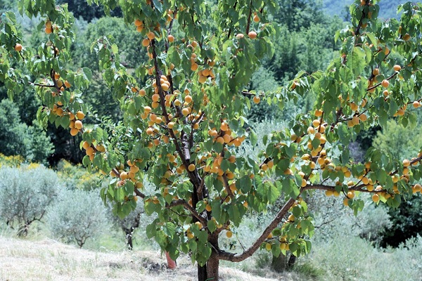 l'arbre porte des fruits