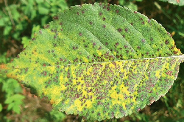 Coccomycosis of leaves