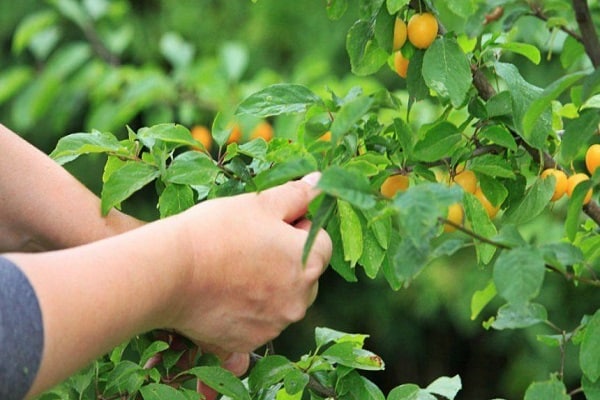 fruit clotting disease