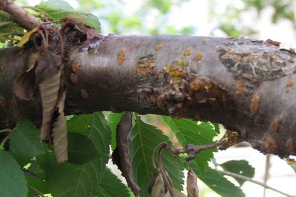 gum flow of cherries