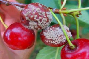 Cómo procesar cerezas de enfermedades y plagas, qué hacer para el tratamiento.