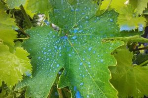 Processing time and rules for breeding Bordeaux mixture for grapes, waiting times for the result