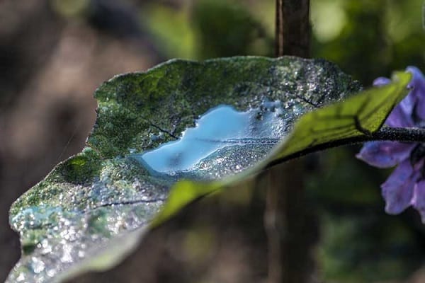  tratamientos de primavera