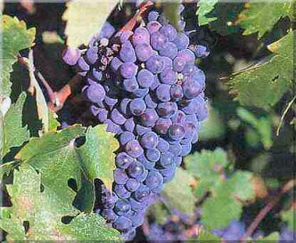 raisins carmenere