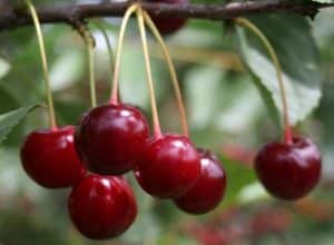 Description de la variété de cerises Sania et caractéristiques de l'arbre et des fruits, culture et entretien