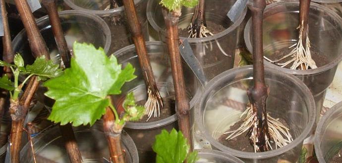 grape cuttings