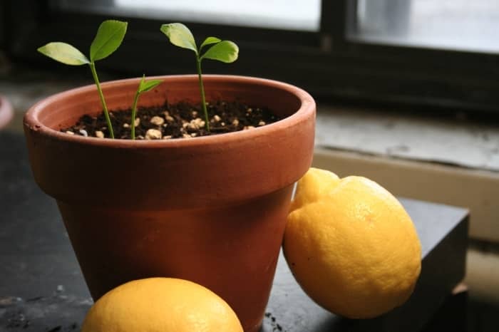 lemon breeding