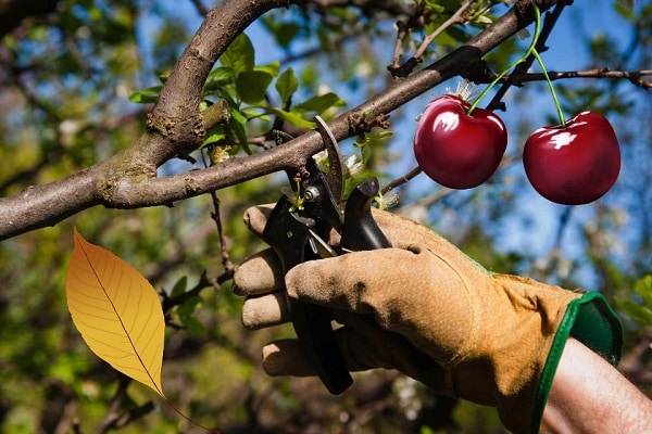 pruning