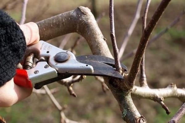 apple pruning