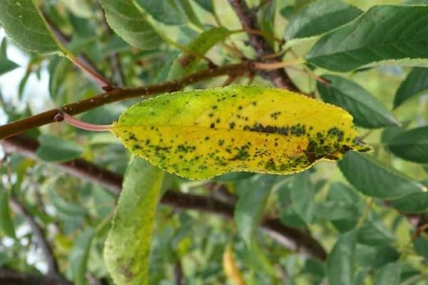 desarrollo del árbol