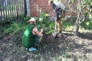 Planting, growing and proper care of cherries, how to feed watering how to water