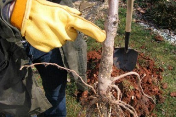 seedling for planting