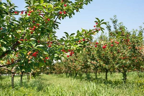 soin des arbres