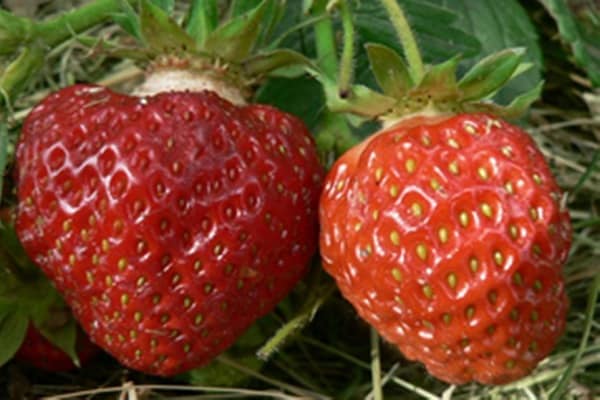 strawberries in rows