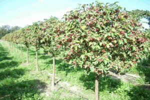 ¿Qué se puede plantar debajo de un manzano en el jardín, junto a flores, árboles y arbustos de bayas?