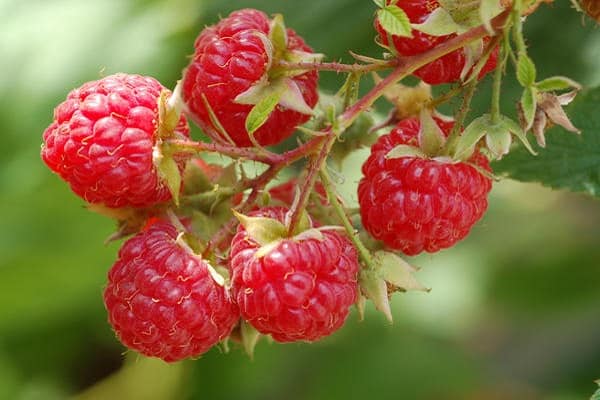 framboises