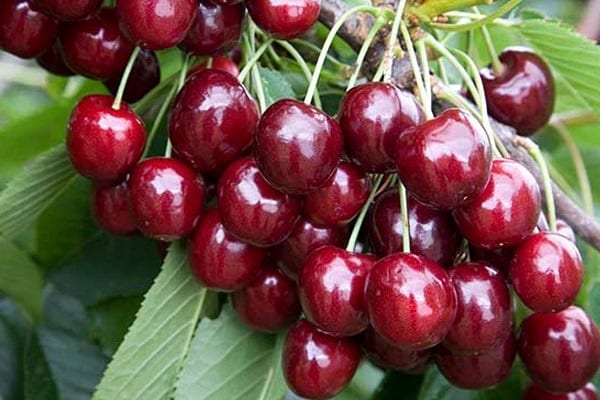 Árbol de frutas