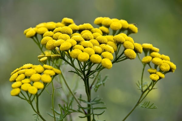 tansy flowers