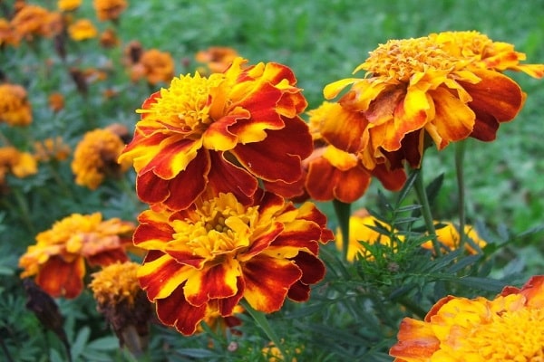 marigolds bloom