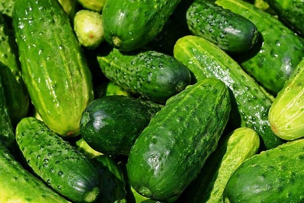 Cucumbers harvested