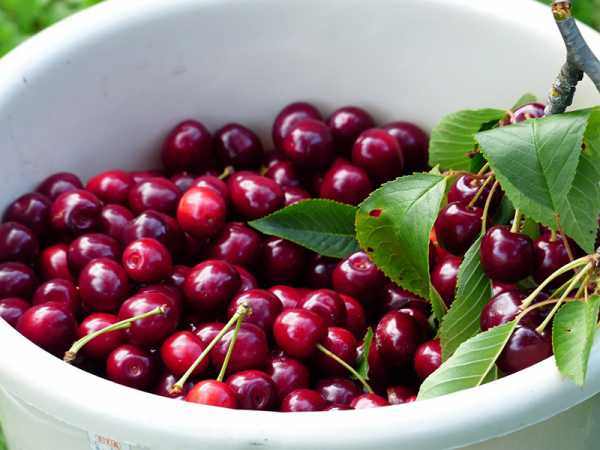 cereza en un cubo