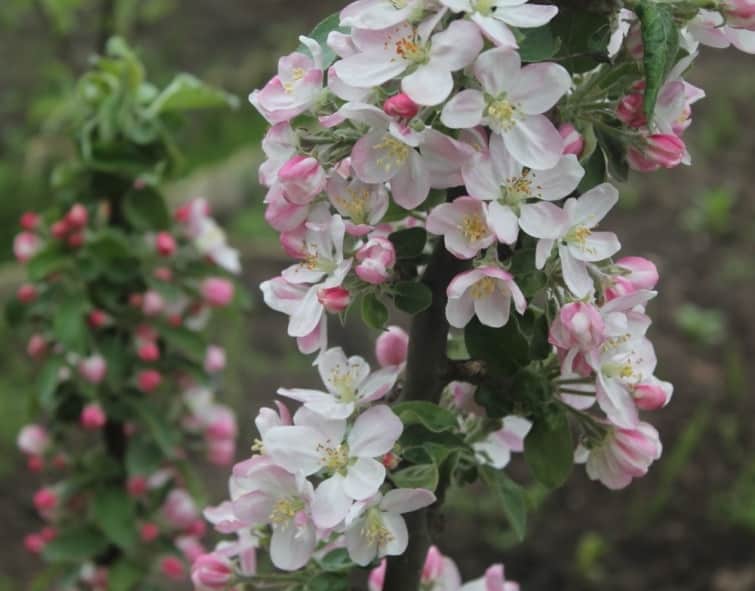 fleur de pommier