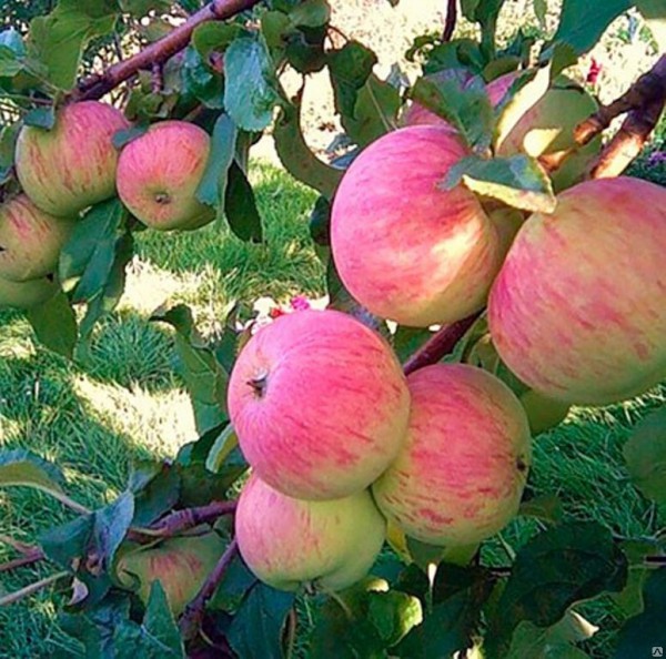 árbol de manzana