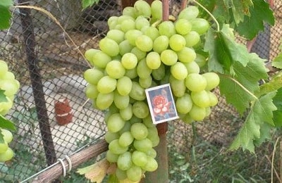 regalo de uvas a Zaporiyia