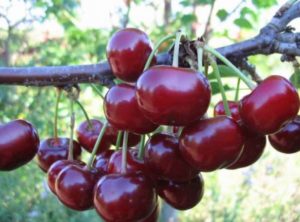 Description de la variété de cerise Timide et caractéristiques de fructification, règles de croissance